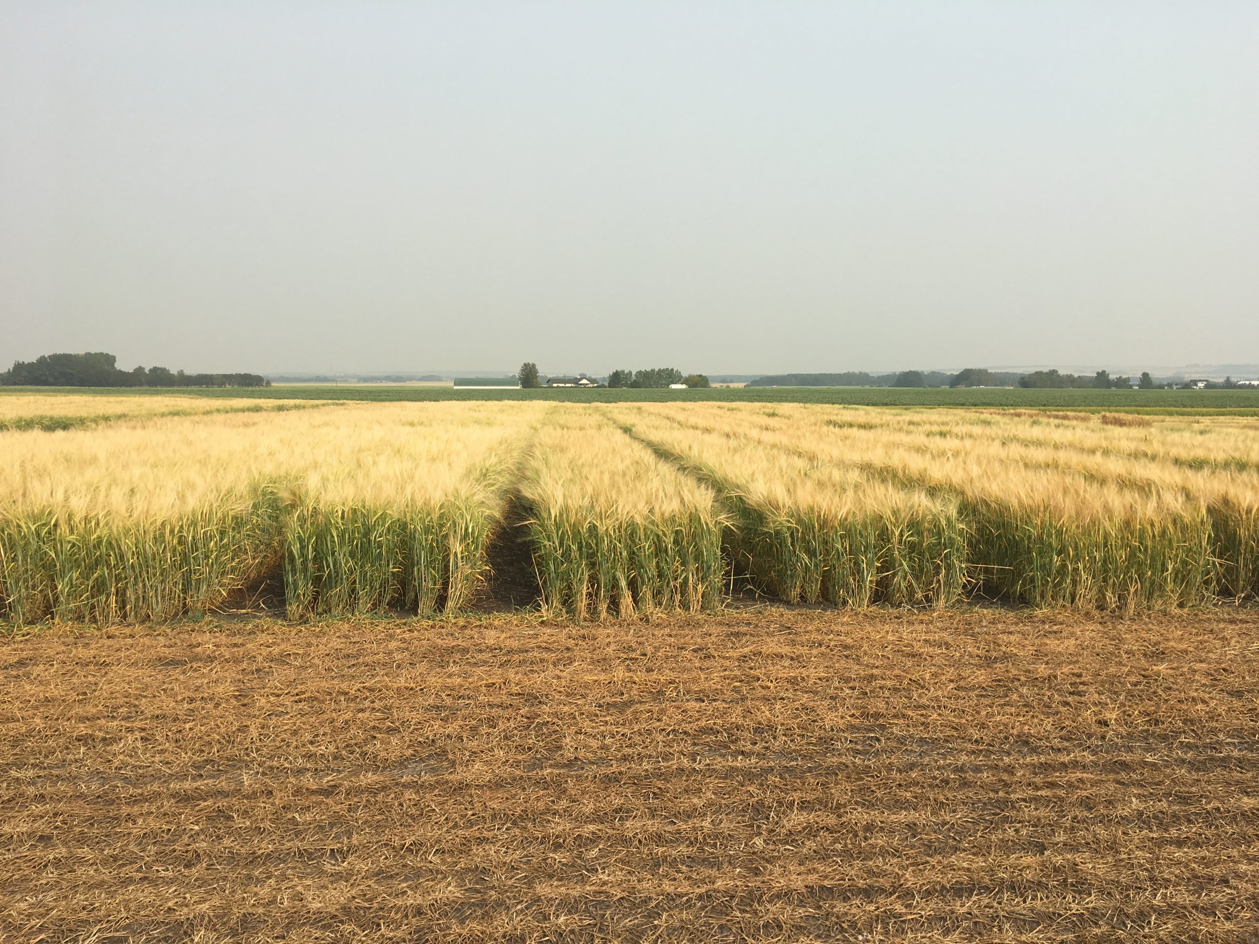 barley resaerch 5