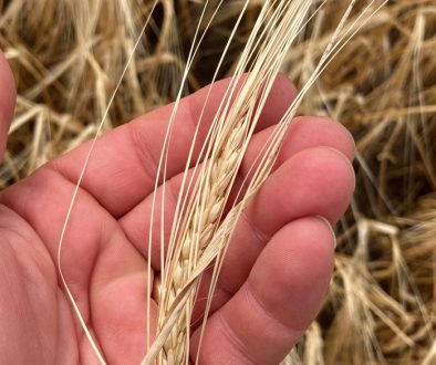 barley-head-varietal-purity