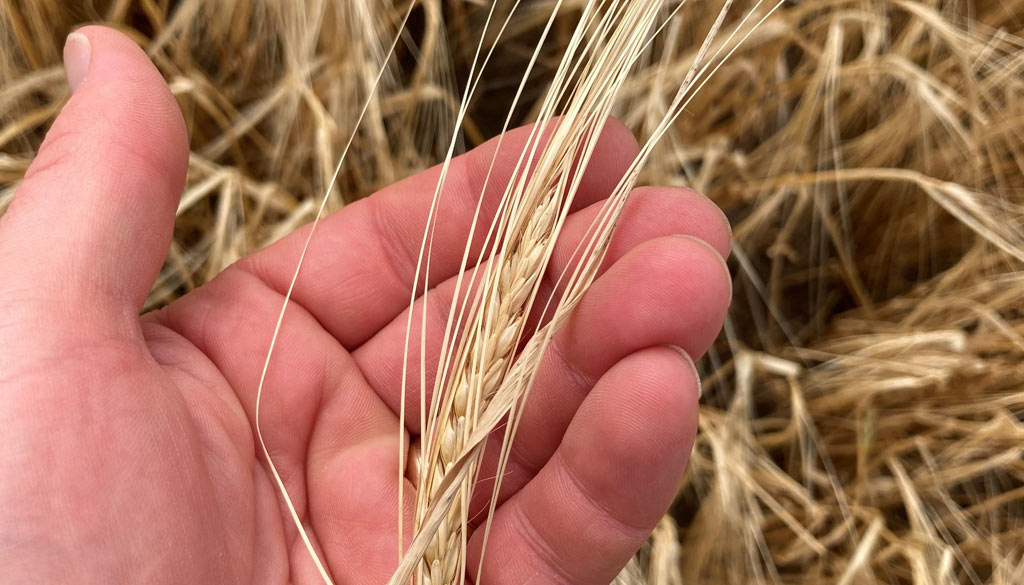 barley-head-varietal-purity
